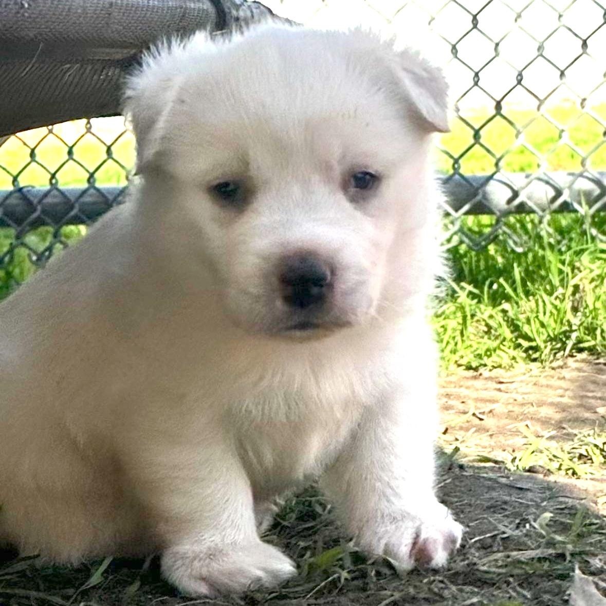 Polar Bear, ADOPTABLE, Puppy Male Shepherd & Golden Retriever.