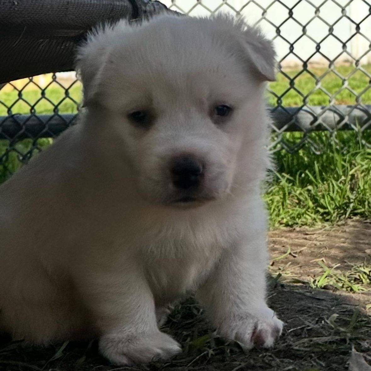 Enlarge Polar Bear, a ADOPTABLE mixed breed in Sun Valley, CA image 1/5