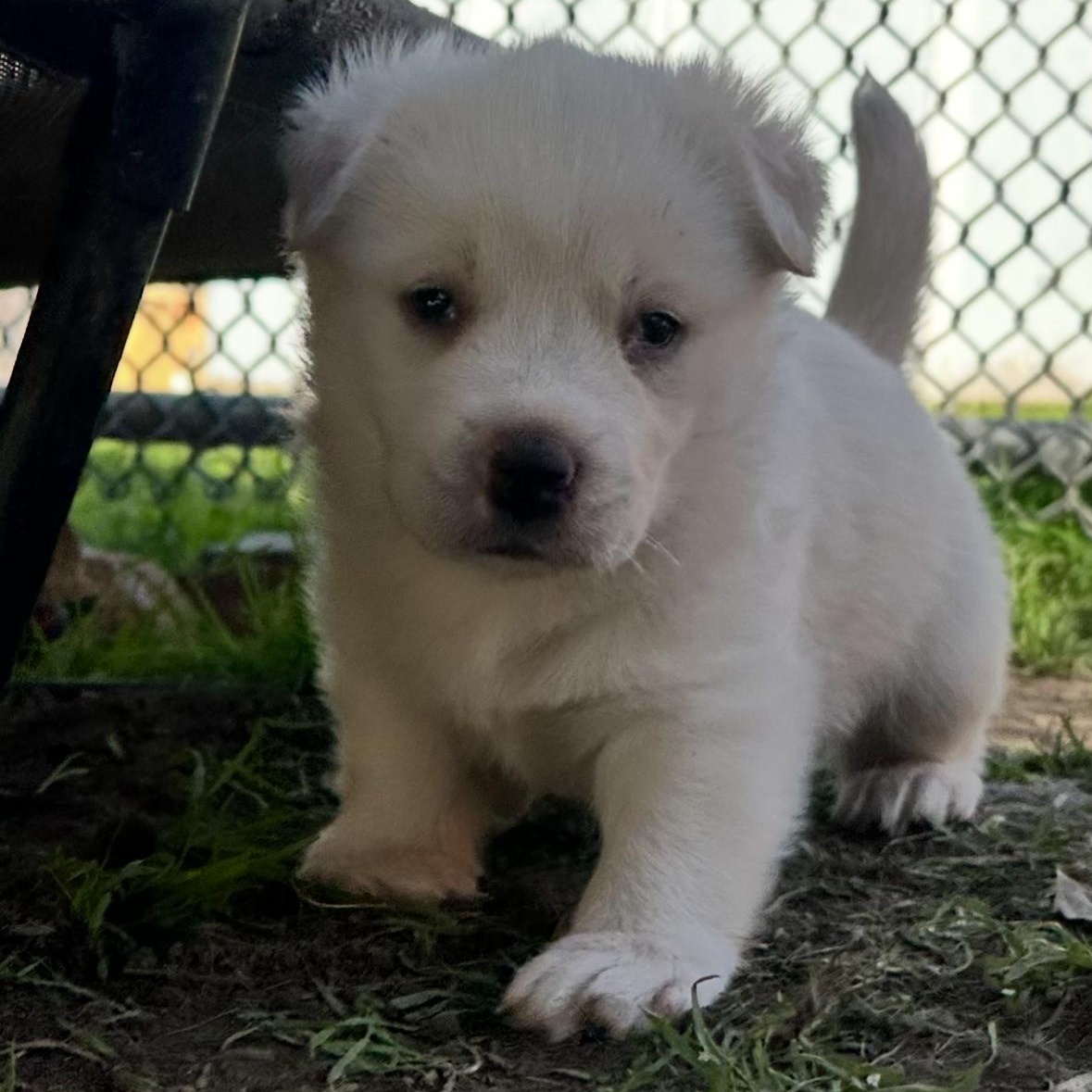 Enlarge Polar Bear, a ADOPTABLE mixed breed in Sun Valley, CA image 4/5