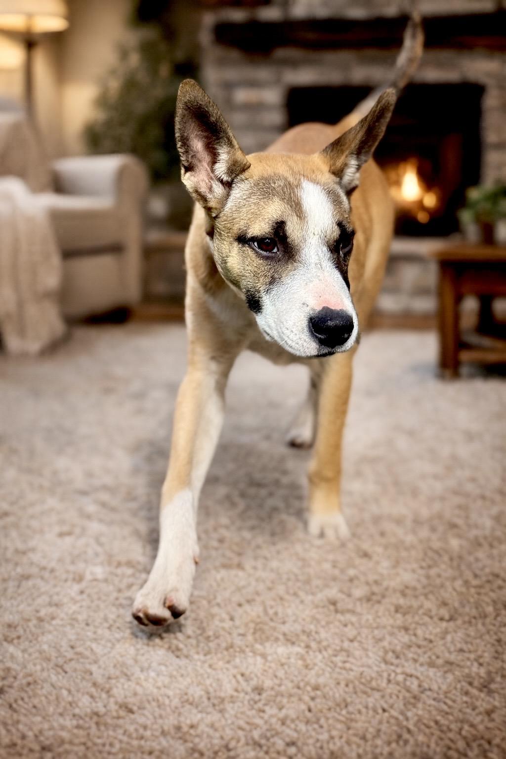 Chiquita, Adoptable, Puppy Female Bull Terrier & Husky.