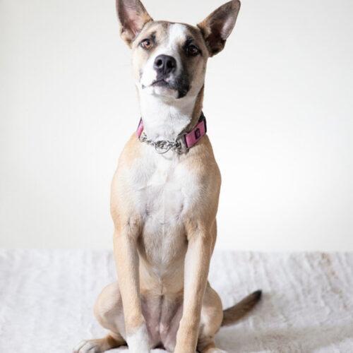 Enlarge Chiquita, a Adoptable mixed breed in Coachella, CA image 1/1