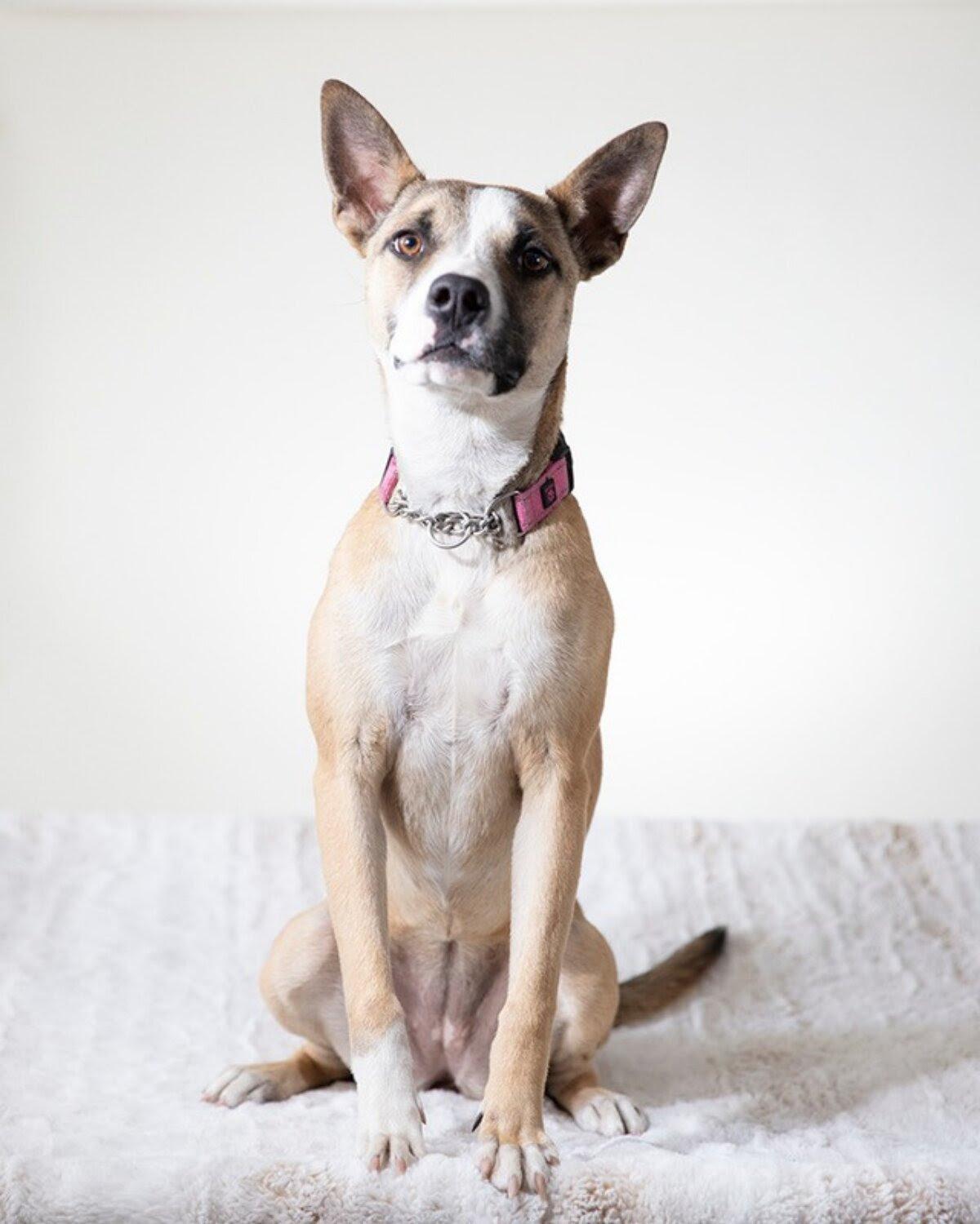 Chiquita, Adoptable, Puppy Female Bull Terrier & Husky.