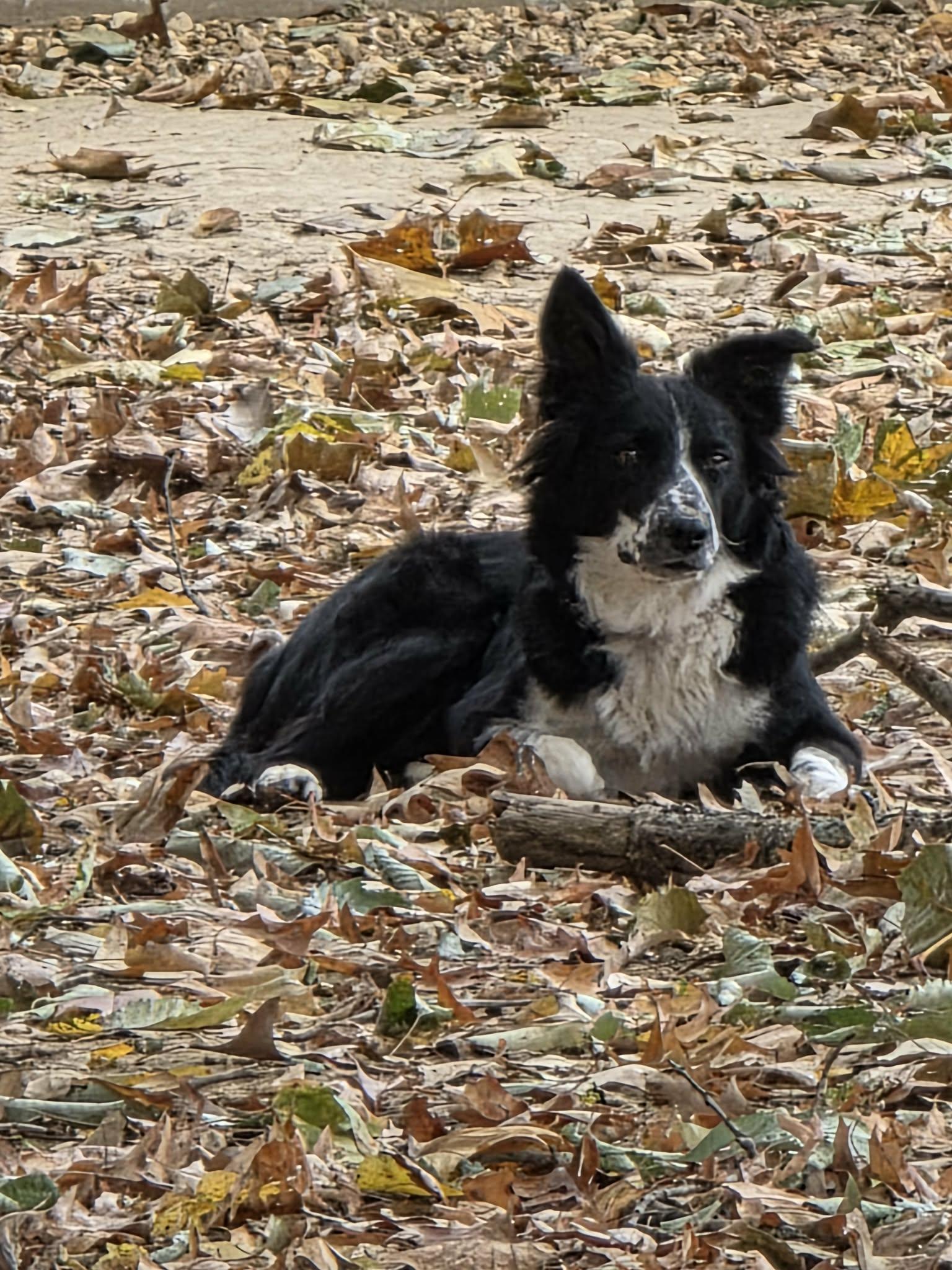 Enlarge Frannie, a ADOPTABLE Border Collie in Seymour, IN image 2/4