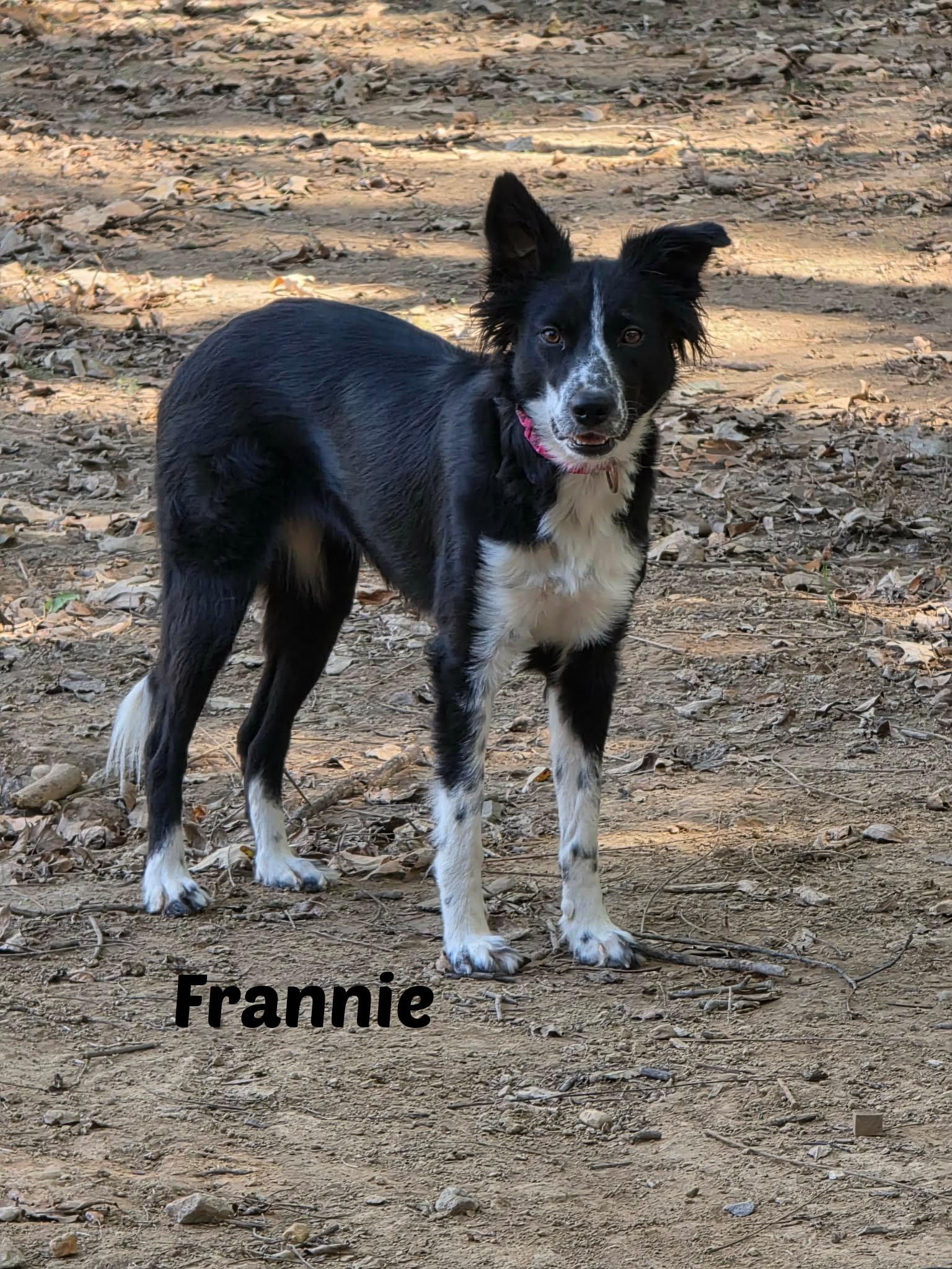 Enlarge Frannie, a ADOPTABLE Border Collie in Seymour, IN image 3/4