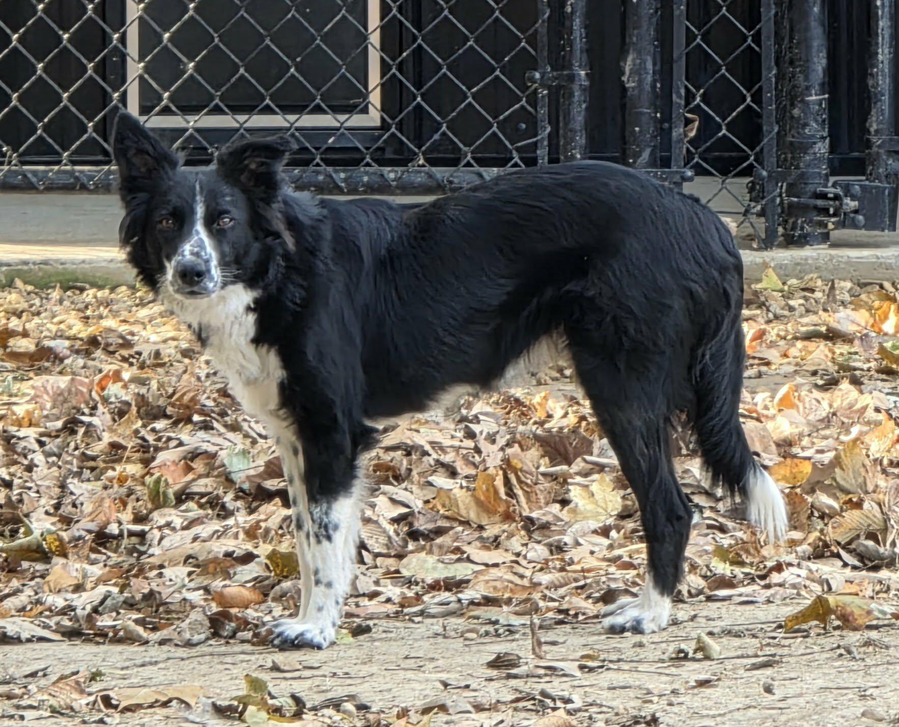 Enlarge Frannie, a ADOPTABLE Border Collie in Seymour, IN image 4/4