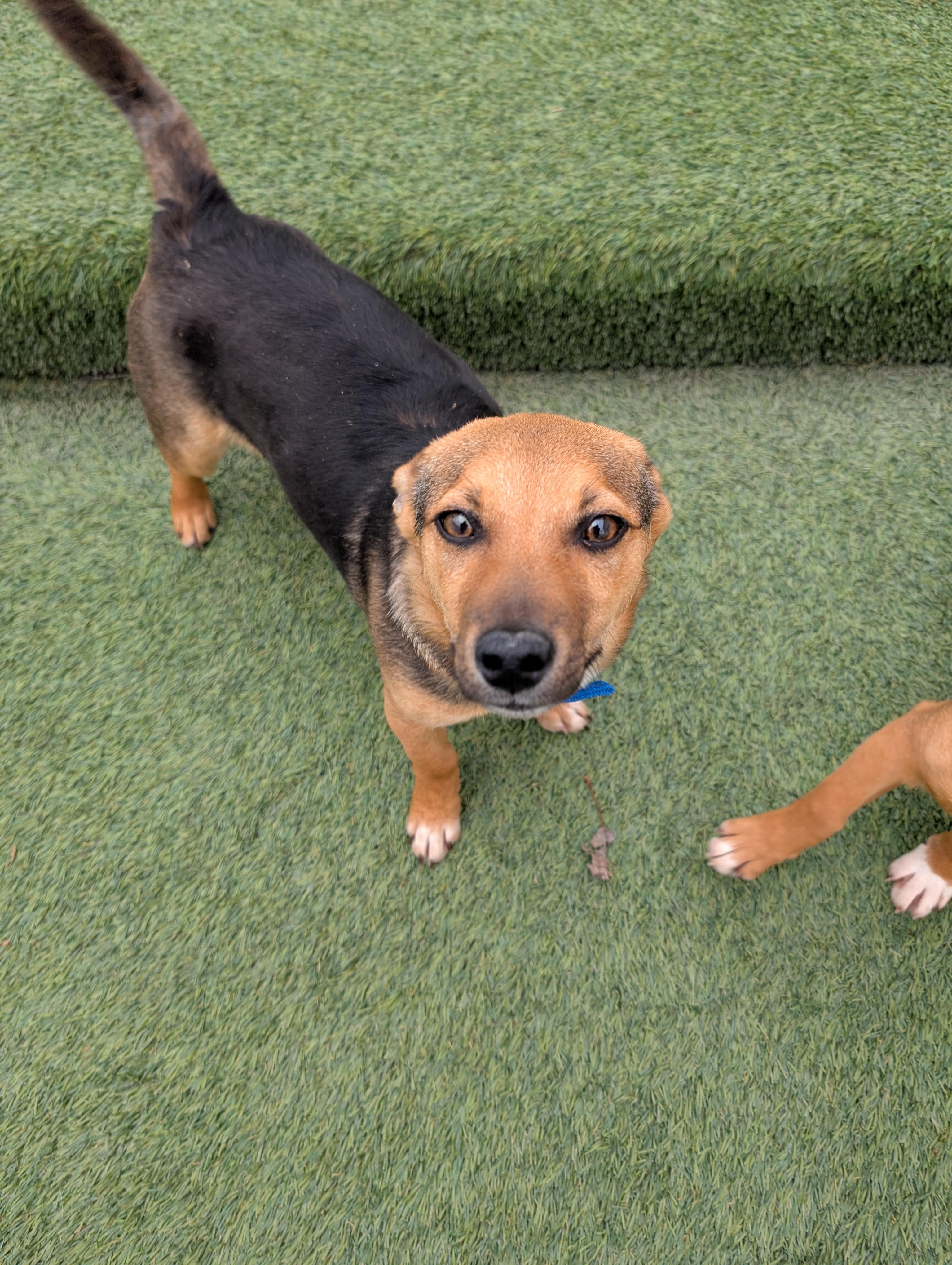 Enlarge Ezekiel , a ADOPTABLE mixed breed in Orem, UT image 1/1
