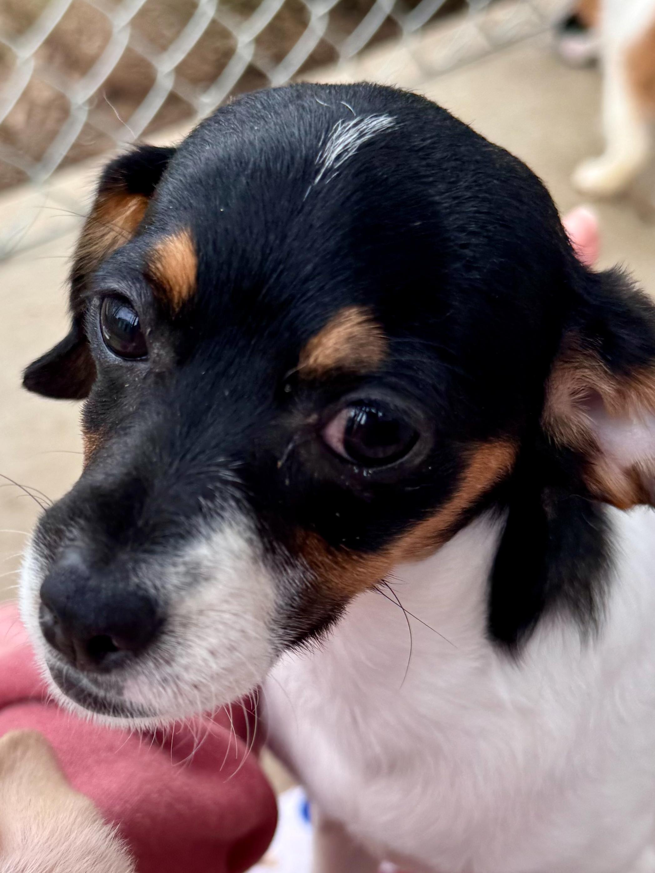 Enlarge GLITTER, an adopted mixed breed in Fresno, CA image 4/5