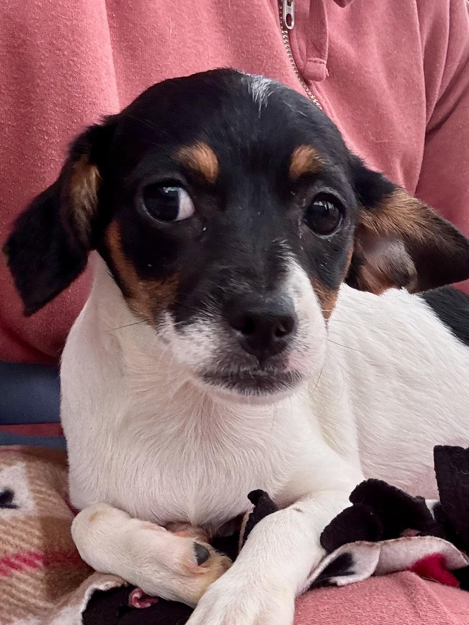 Enlarge GLITTER, an adopted mixed breed in Fresno, CA image 2/5