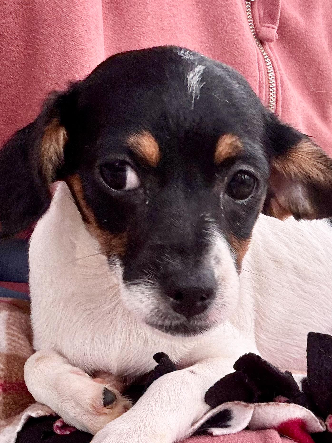 Enlarge GLITTER, an adopted mixed breed in Fresno, CA image 5/5