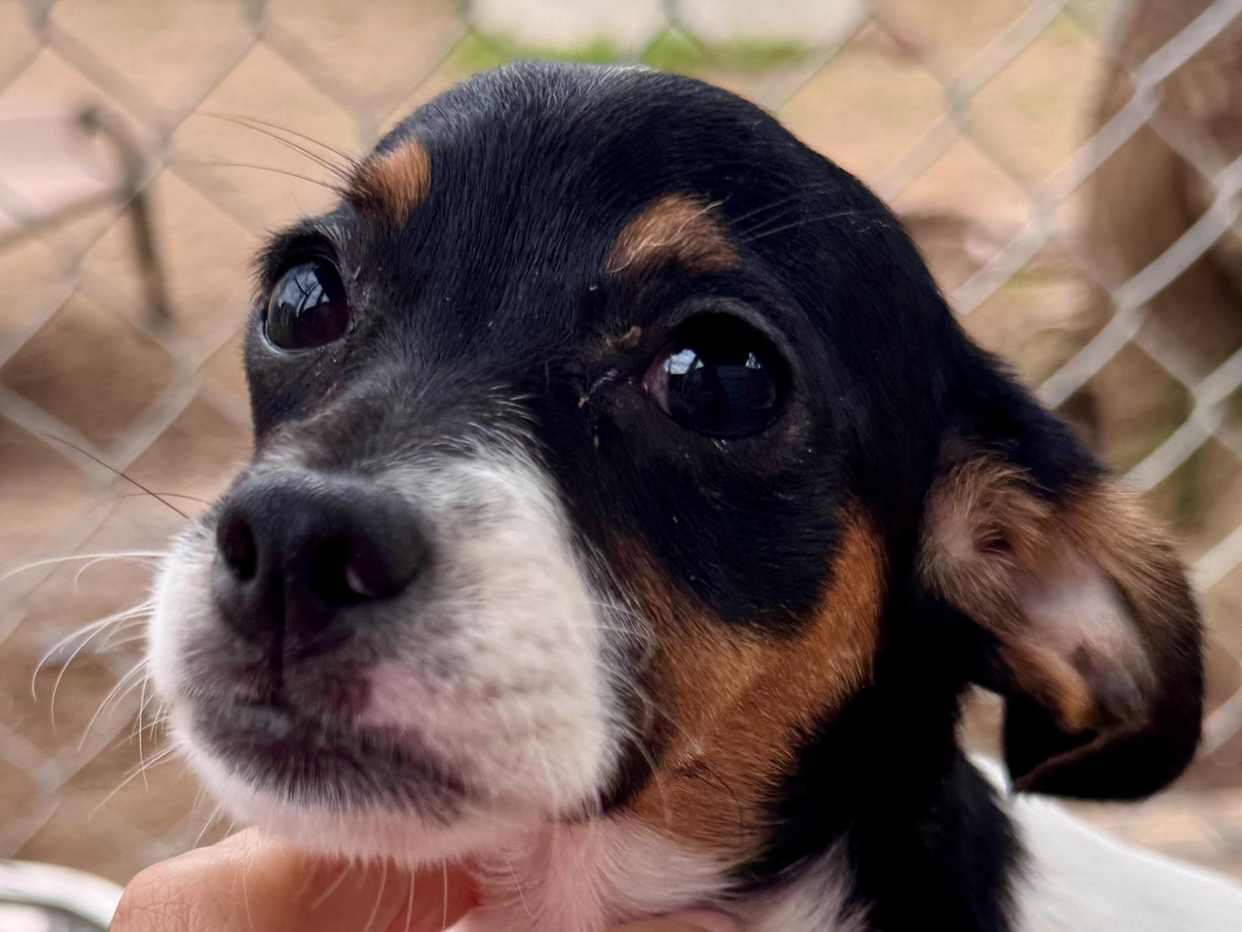 Enlarge GLITTER, an adopted mixed breed in Fresno, CA image 3/5