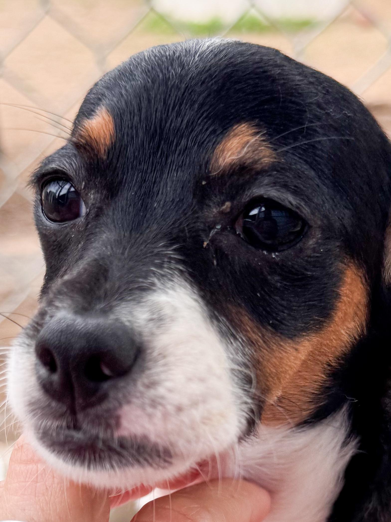 Enlarge GLITTER, an adopted mixed breed in Fresno, CA image 1/5