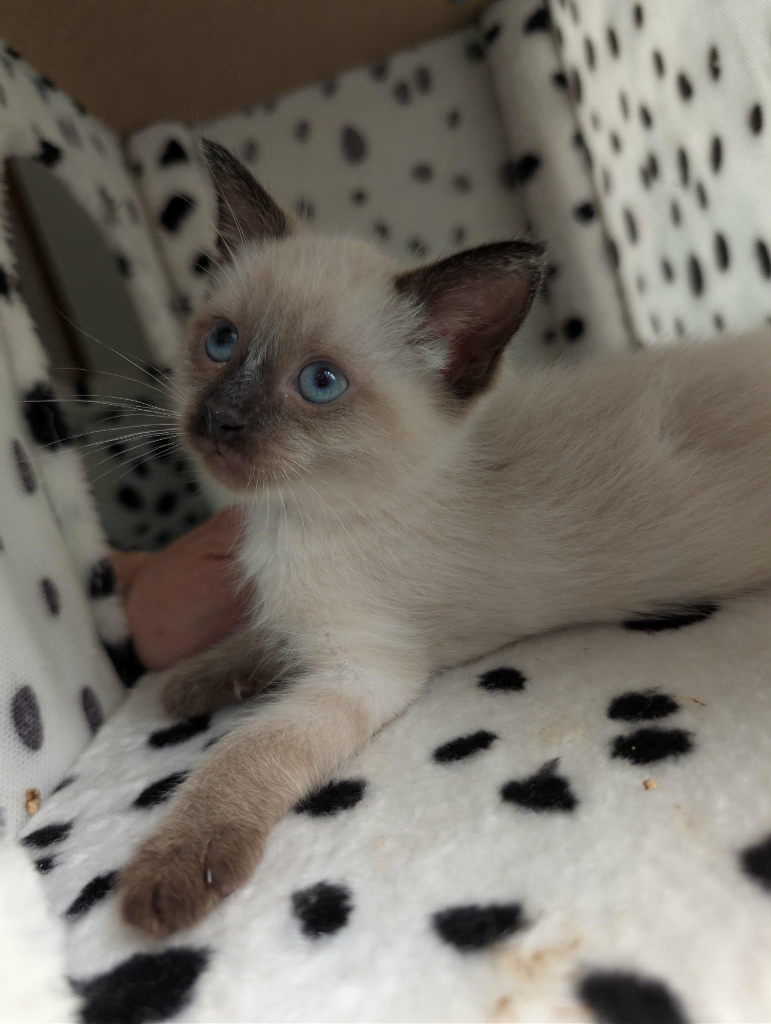 Enlarge Melody, an adopted Siamese in Granite Falls, NC image 2/6