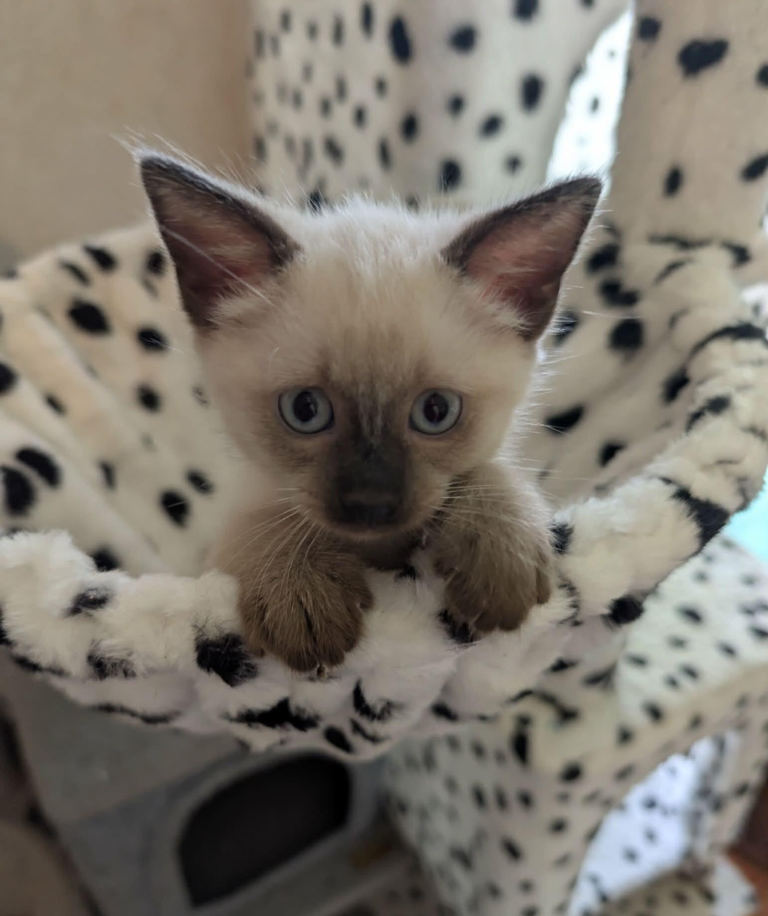 Melody, ADOPTABLE, Kitten Female Siamese.