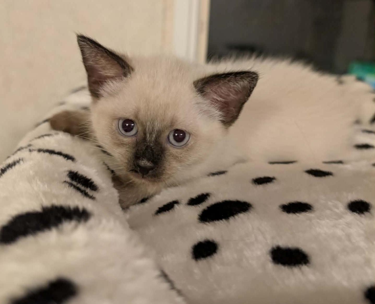 Enlarge Melody, an adopted Siamese in Granite Falls, NC image 4/6