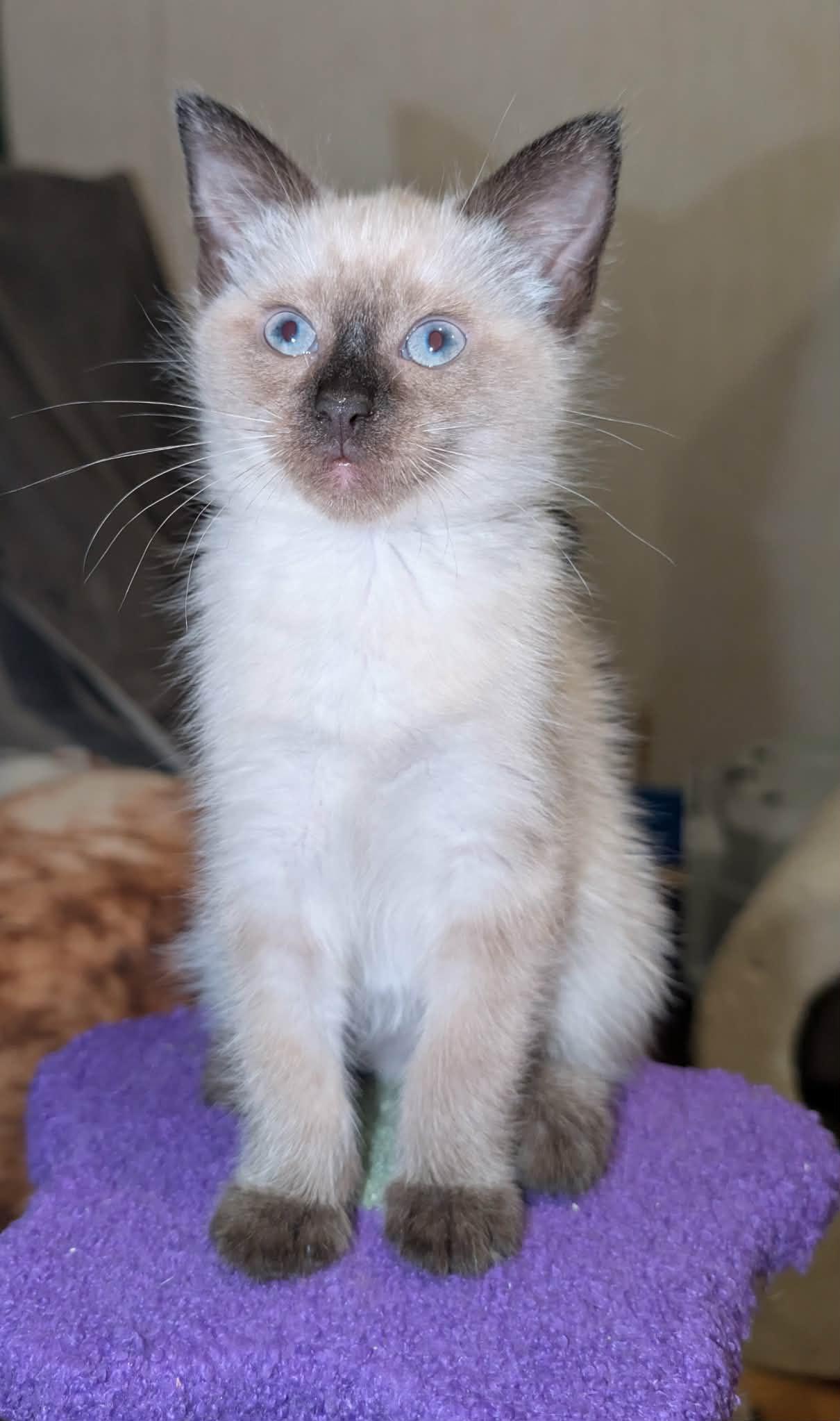 Enlarge Melody, an adopted Siamese in Granite Falls, NC image 6/6