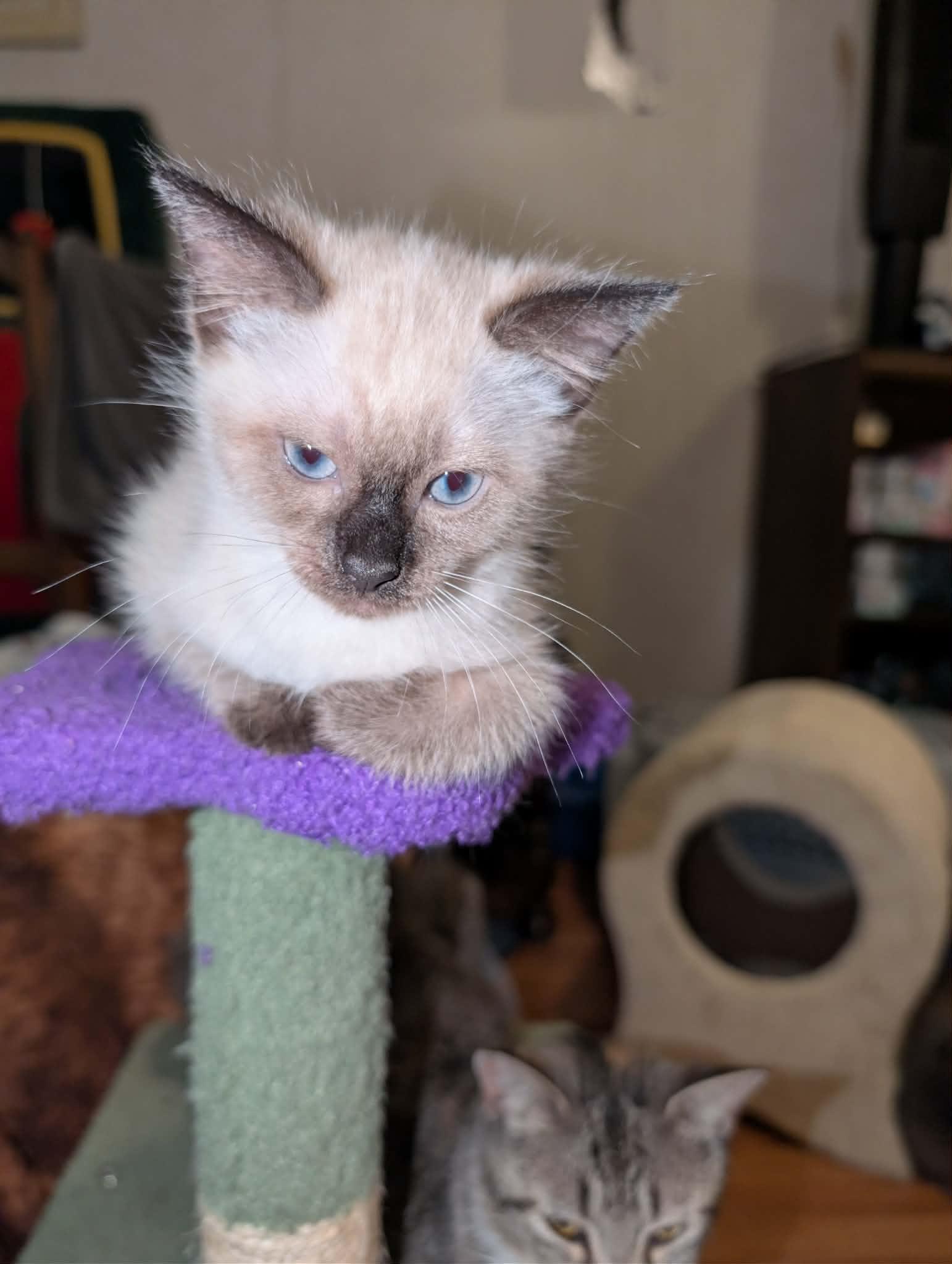 Enlarge Melody, an adopted Siamese in Granite Falls, NC image 3/6