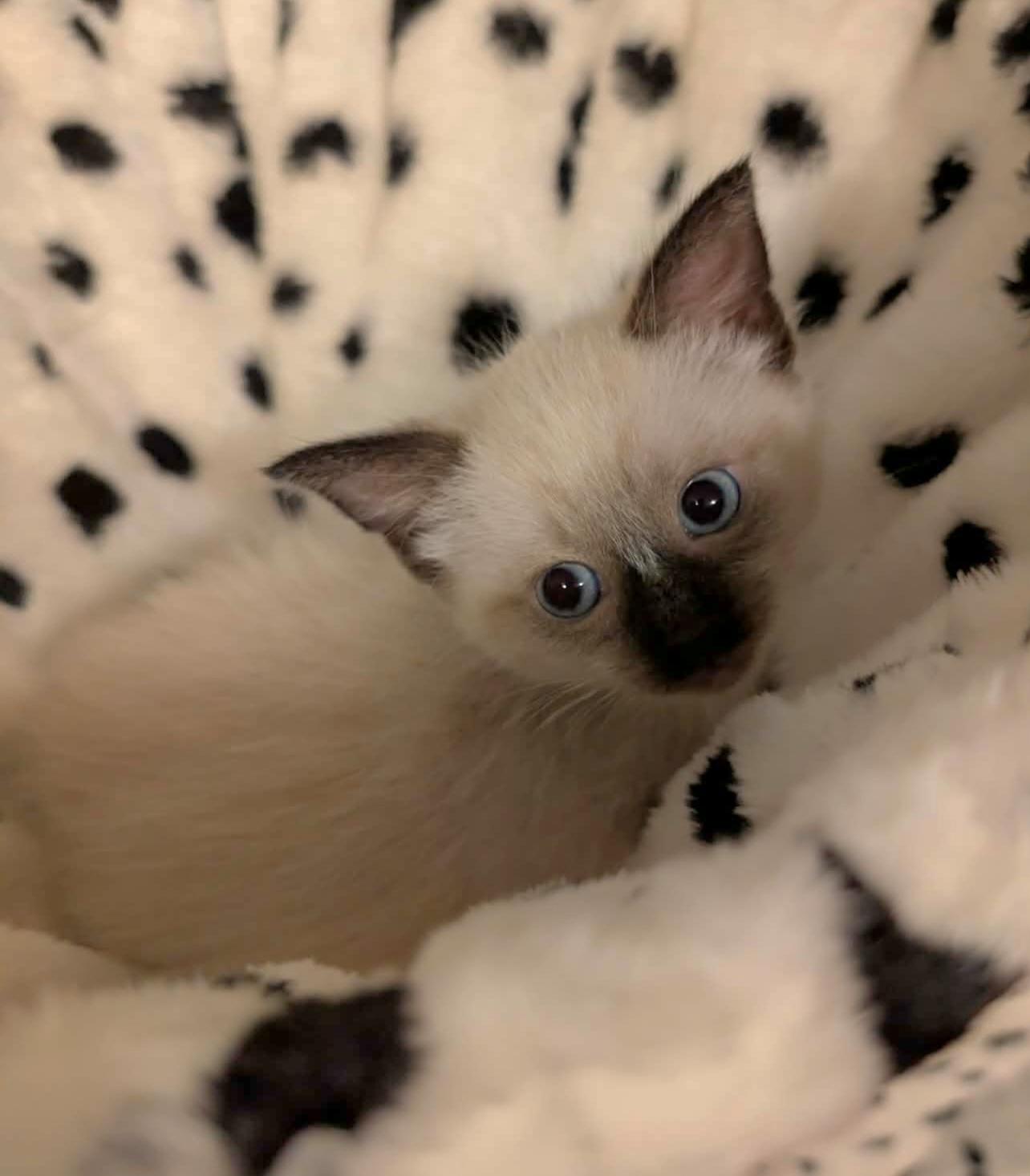 Enlarge Melody, an adopted Siamese in Granite Falls, NC image 5/6