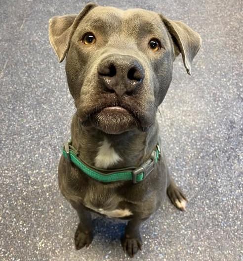DENNIS, Adoptable, Adult Male Pit Bull Terrier & Mixed Breed.