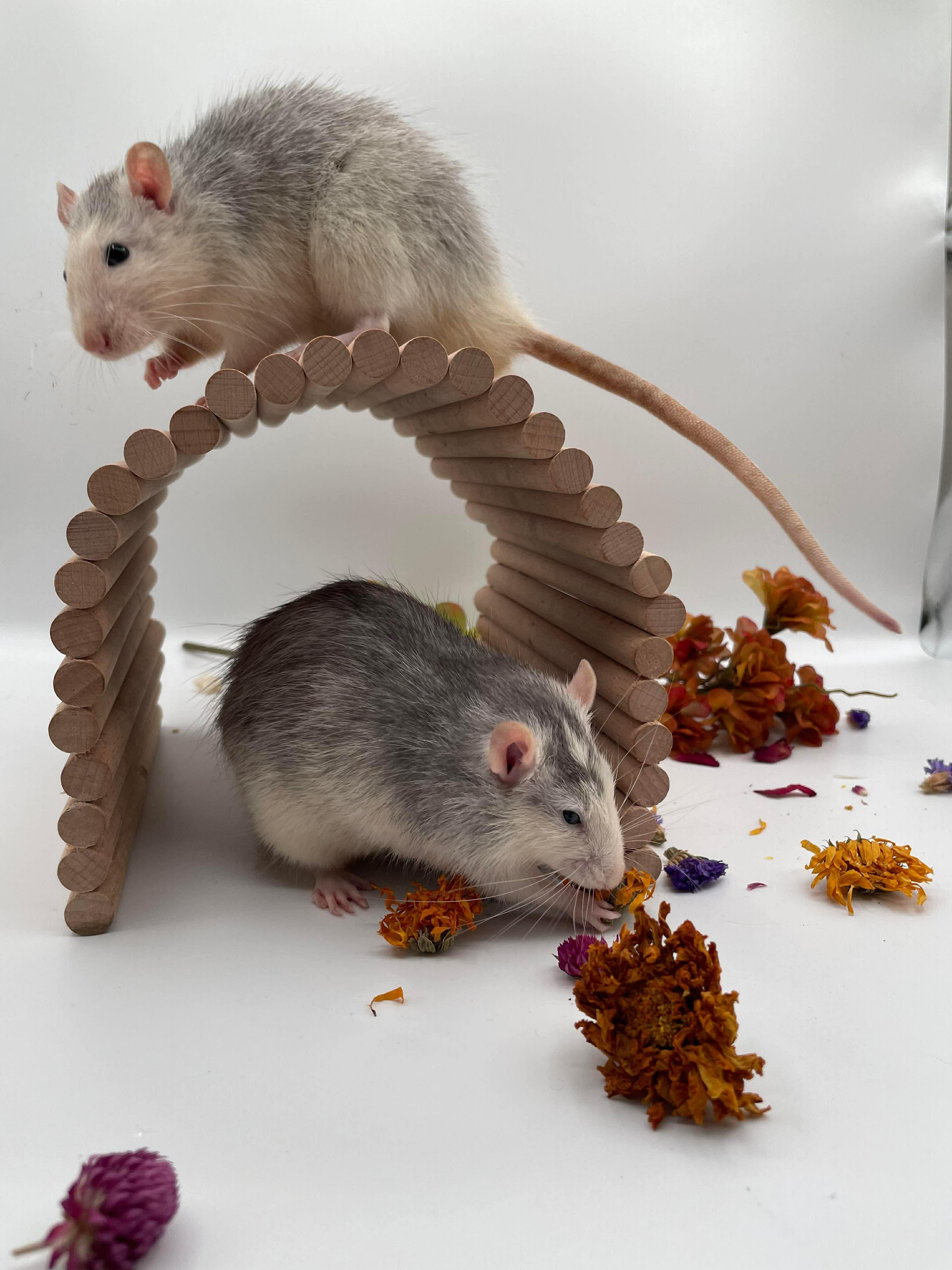 Enlarge Badger & Racoon, a ADOPTABLE Rat in Springfield, OR image 1/1