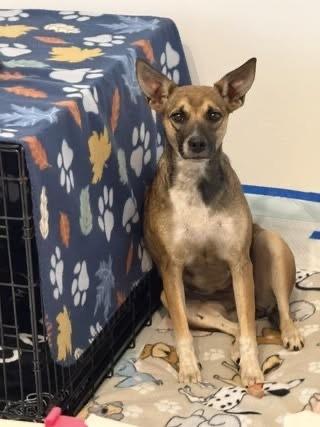 Enlarge Mia, a Adoptable mixed breed in Colorado Springs, CO image 1/6