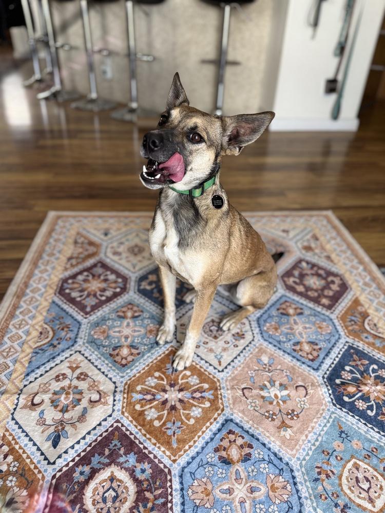 Mia, Adoptable, Young Female Shepherd.