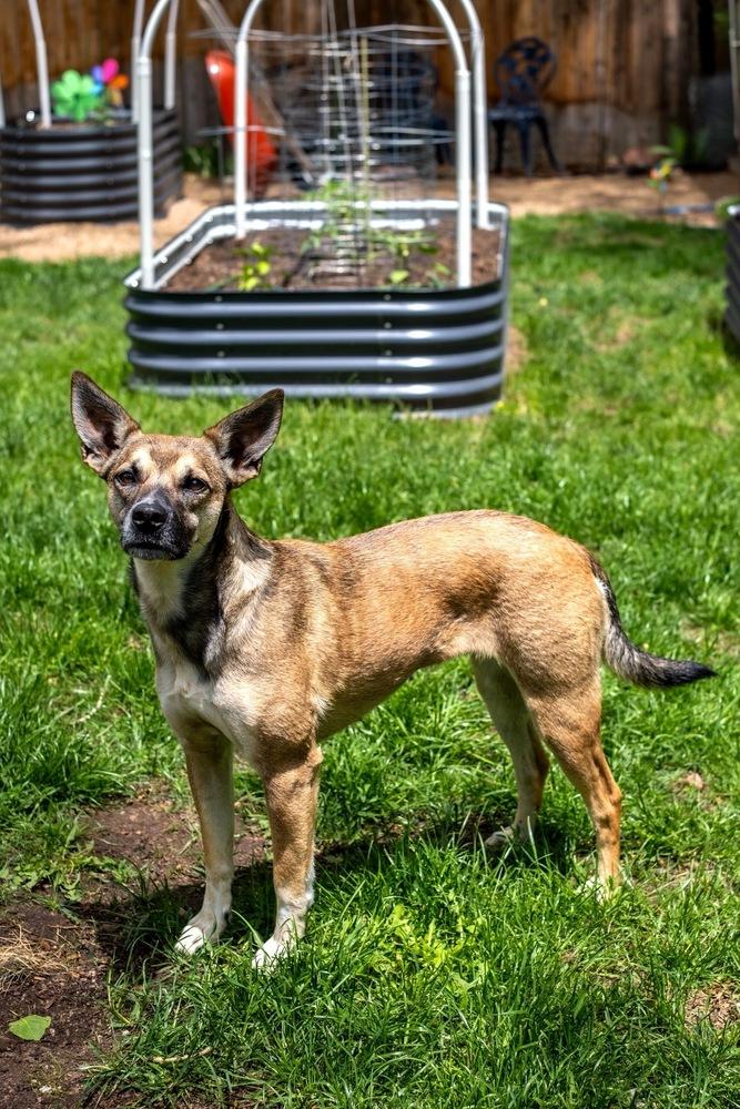 Enlarge Mia, a Adoptable mixed breed in Colorado Springs, CO image 1/6