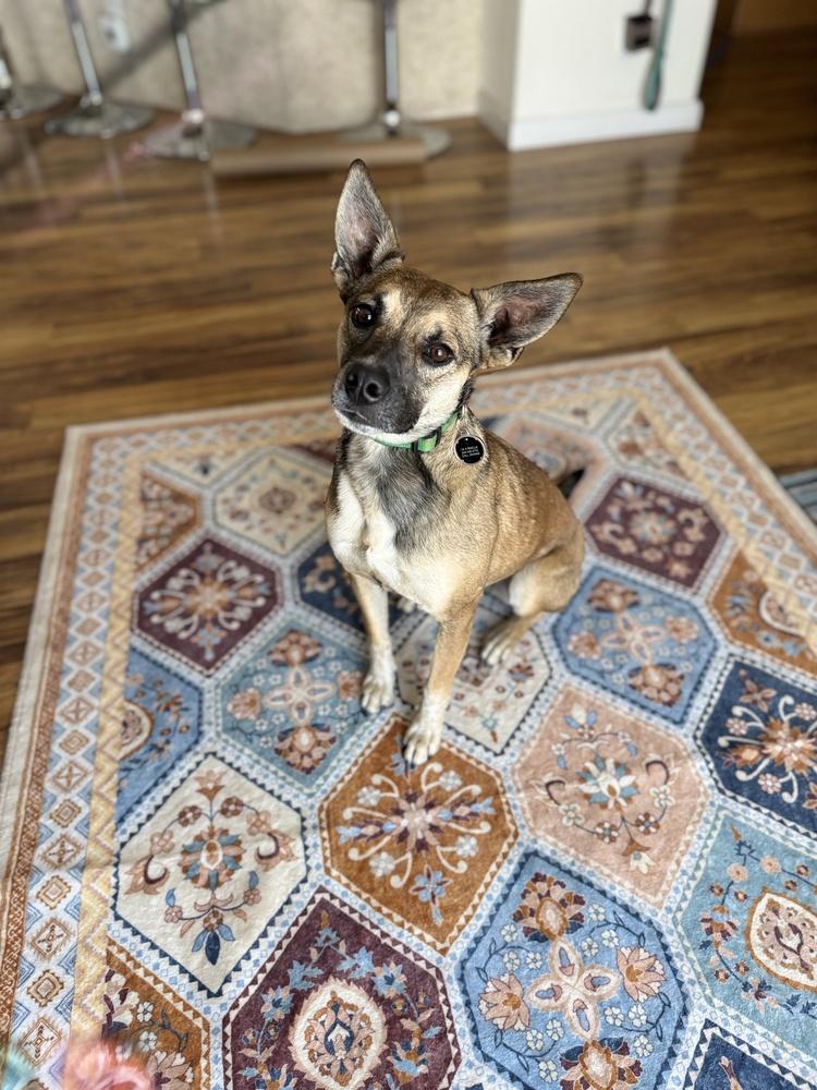Enlarge Mia, a Adoptable mixed breed in Colorado Springs, CO image 2/6