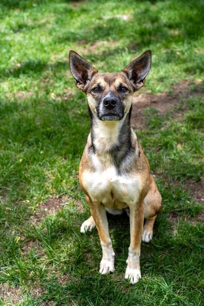 Enlarge Mia, a Adoptable mixed breed in Colorado Springs, CO image 2/6