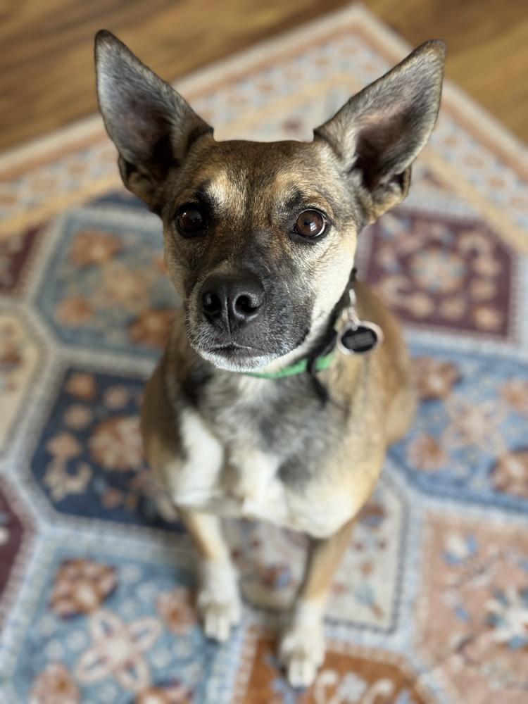 Enlarge Mia, a Adoptable mixed breed in Colorado Springs, CO image 3/6