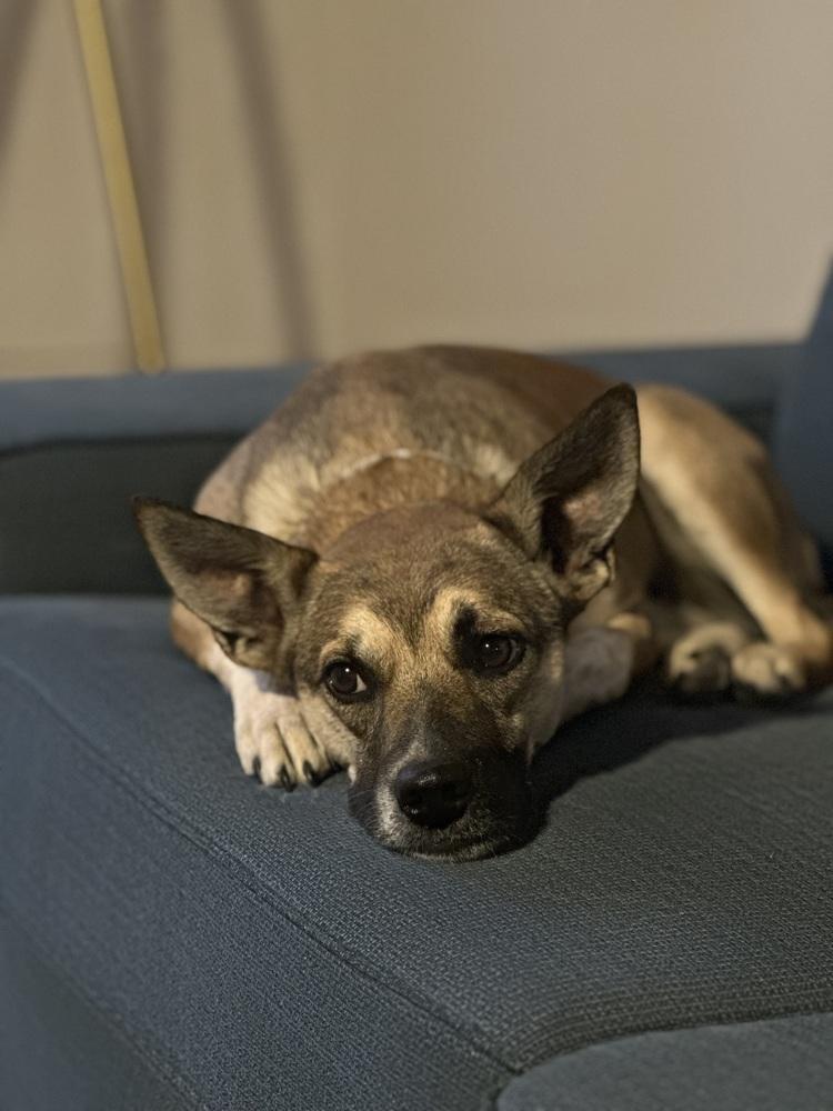 Enlarge Mia, a Adoptable mixed breed in Colorado Springs, CO image 2/6