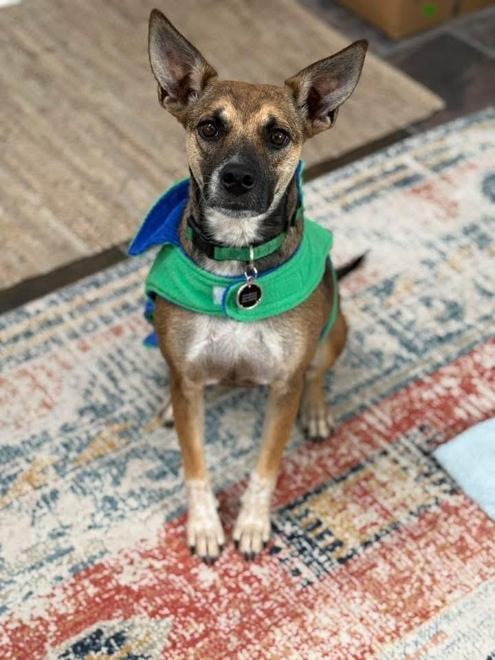 Enlarge Mia, a Adoptable mixed breed in Colorado Springs, CO image 3/6