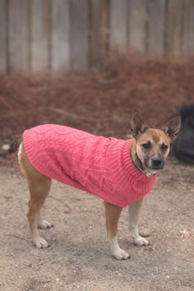 Enlarge Mia, a Adoptable mixed breed in Colorado Springs, CO image 4/6