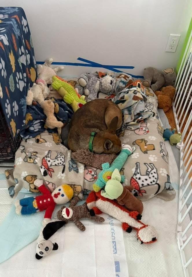 Enlarge Mia, a Adoptable mixed breed in Colorado Springs, CO image 5/6