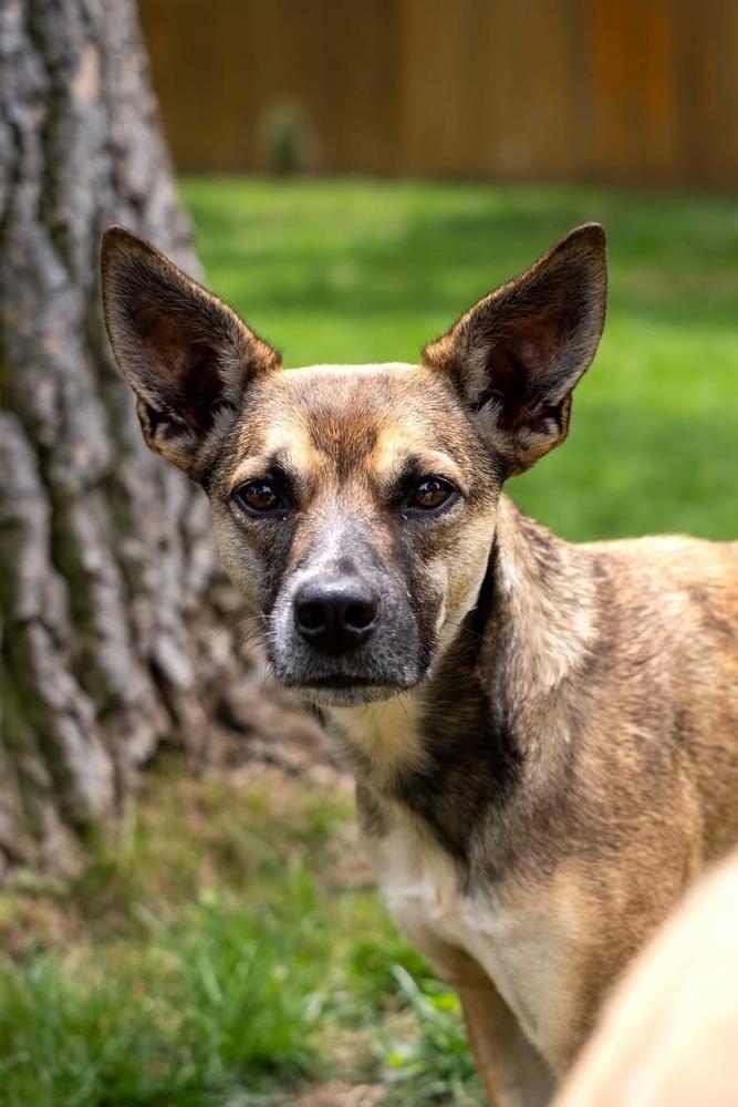 Enlarge Mia, a Adoptable mixed breed in Colorado Springs, CO image 4/6