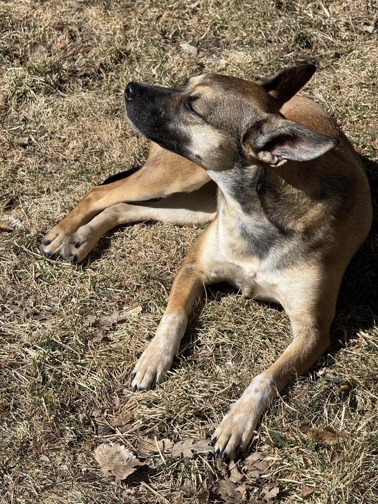 Enlarge Mia, a Adoptable mixed breed in Colorado Springs, CO image 6/6