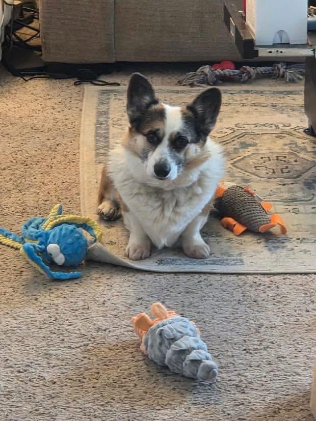 Copper, Adoptable, Young Male Corgi.