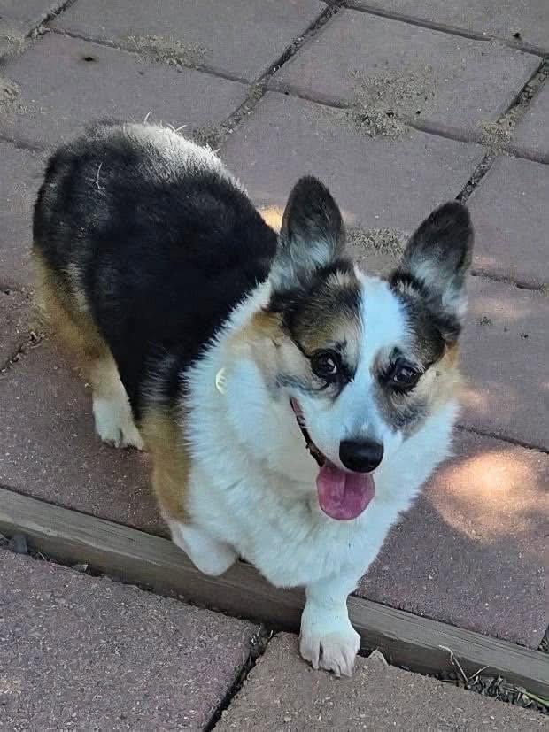 Enlarge Copper, a Adoptable Corgi in Denver, CO image 2/3