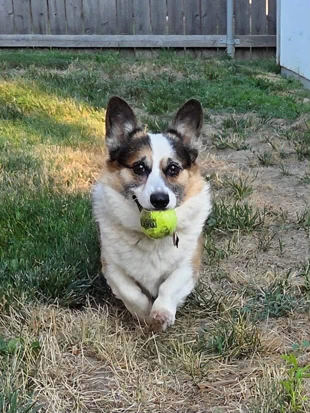 Copper, a Adoptable Corgi in Denver, CO image 3/3