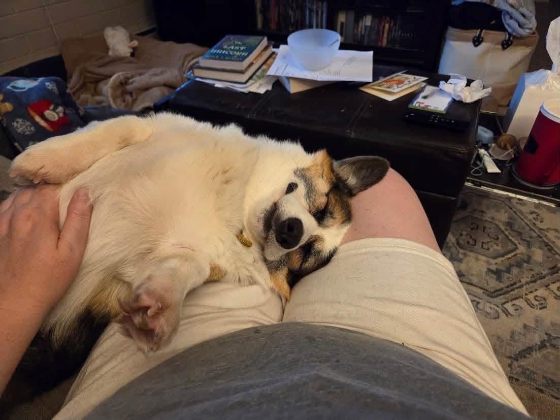 Enlarge Copper, a Adoptable Corgi in Denver, CO image 3/3