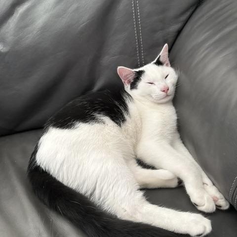 Enlarge Stripe & Braveheart - KITTENS, a ADOPTABLE Domestic Short Hair in Braintree, MA image 6/6