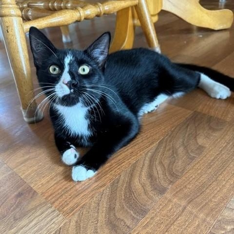 Stripe & Braveheart - KITTENS, a ADOPTABLE Domestic Short Hair in Braintree, MA image 6/6