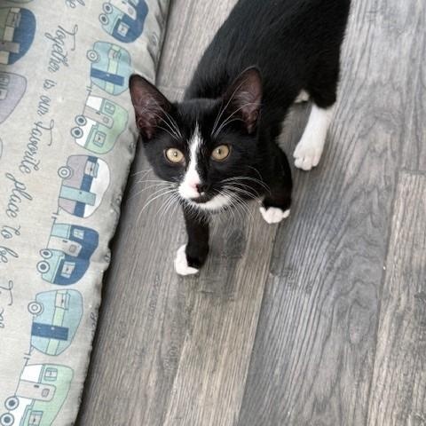 Enlarge Stripe & Braveheart - KITTENS, a ADOPTABLE Domestic Short Hair in Braintree, MA image 4/6