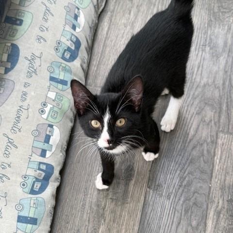 Enlarge Stripe & Braveheart - KITTENS, a ADOPTABLE Domestic Short Hair in Braintree, MA image 4/6