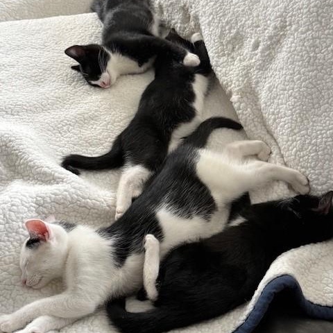 Enlarge Stripe & Braveheart - KITTENS, a ADOPTABLE Domestic Short Hair in Braintree, MA image 5/6