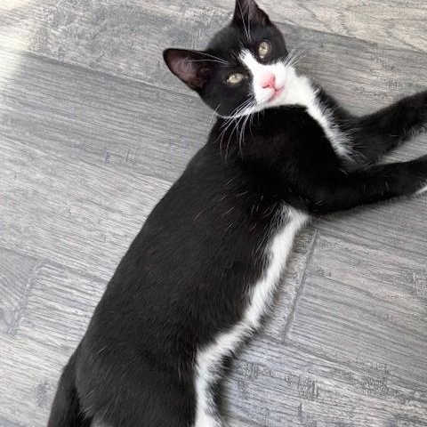 Enlarge Stripe & Braveheart - KITTENS, a ADOPTABLE Domestic Short Hair in Braintree, MA image 3/6