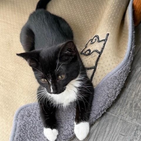 Stripe & Braveheart - KITTENS, ADOPTABLE, Kitten Male Domestic Short Hair.
