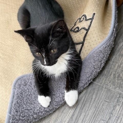 Enlarge Stripe & Braveheart - KITTENS, a ADOPTABLE Domestic Short Hair in Braintree, MA image 2/6