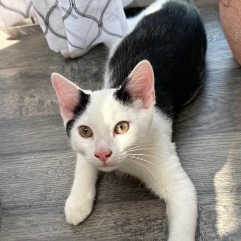 Enlarge Stripe & Braveheart - KITTENS, a ADOPTABLE Domestic Short Hair in Braintree, MA image 2/6