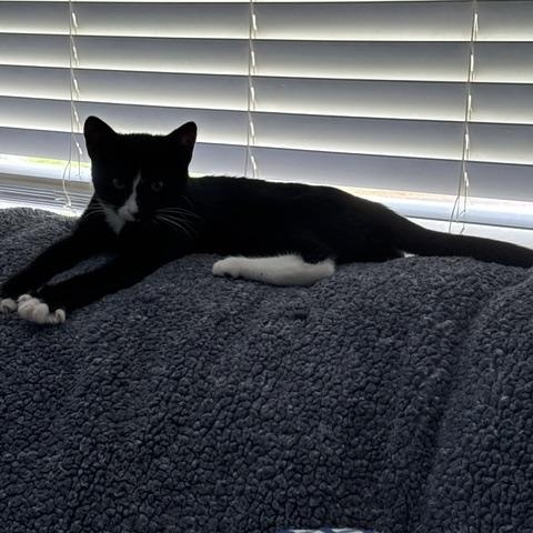 Enlarge Stripe & Braveheart - KITTENS, a ADOPTABLE Domestic Short Hair in Braintree, MA image 5/6