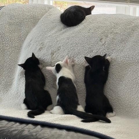 Enlarge Stripe & Braveheart - KITTENS, a ADOPTABLE Domestic Short Hair in Braintree, MA image 6/6